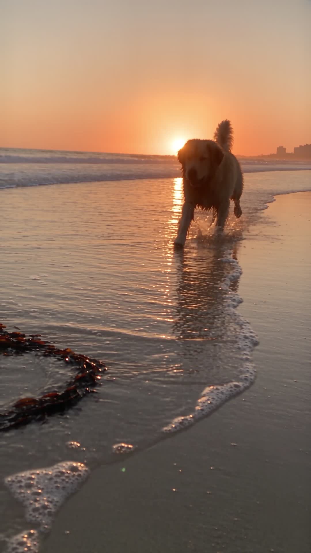 Golden Retriever Playing in Shallows at Sunset