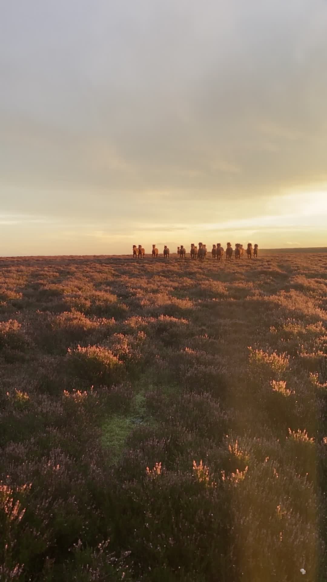Herd of Horses Galloping Across Moorland