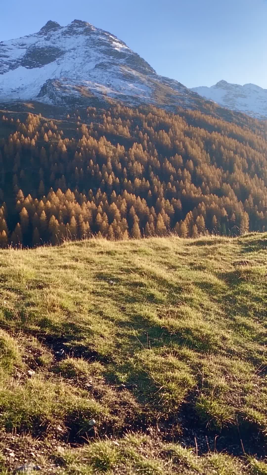 Aerial View of Alpine Landscape with Golden Larches