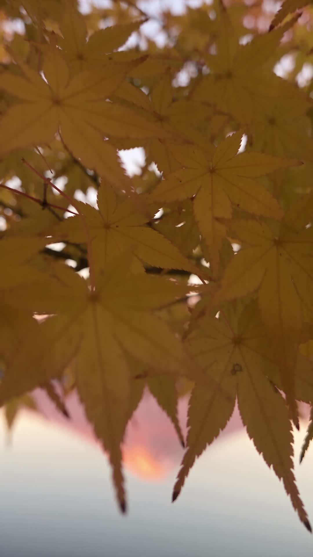 Golden Ginkgo Leaves Framing Mount Fuji at Dawn