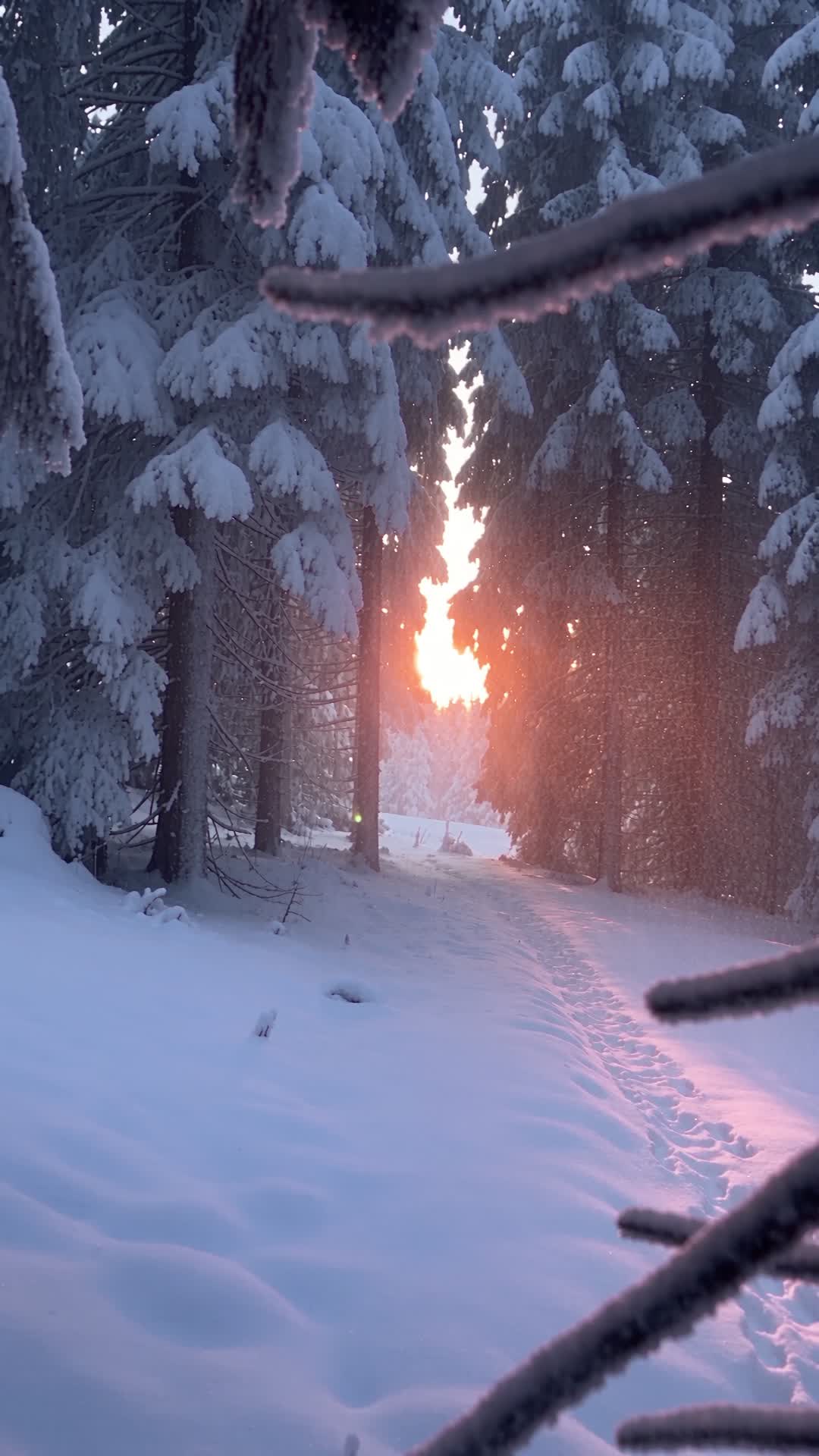Snowy Pine Forest at Sunrise