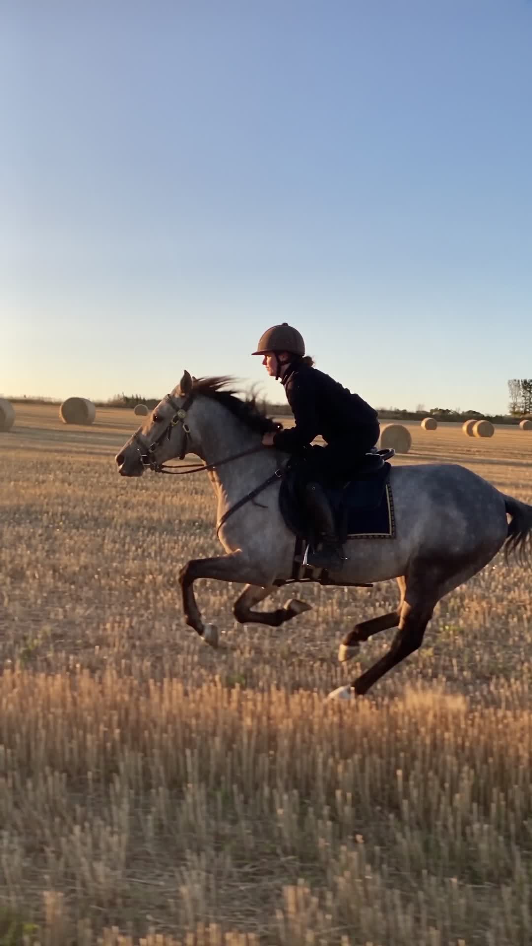 Galloping Grey Horse in Autumn Field