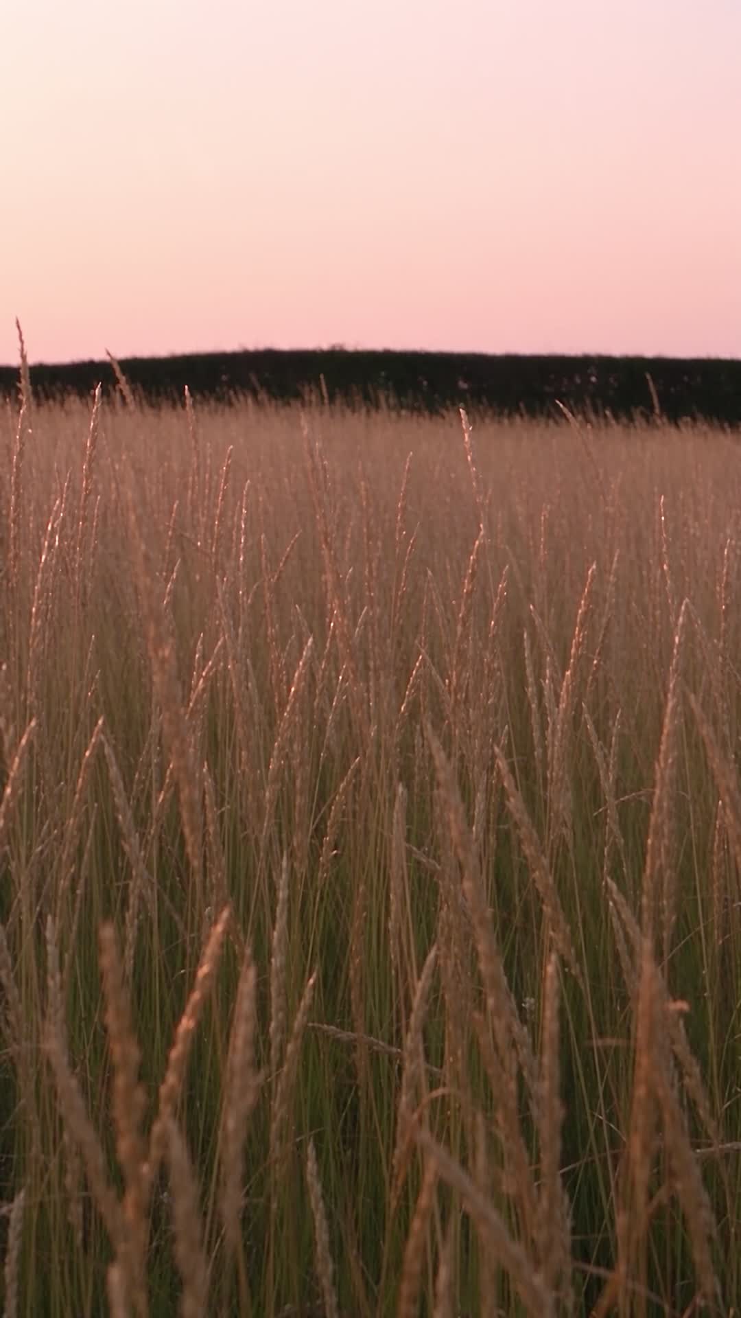 Golden Barley Field at Dusk
