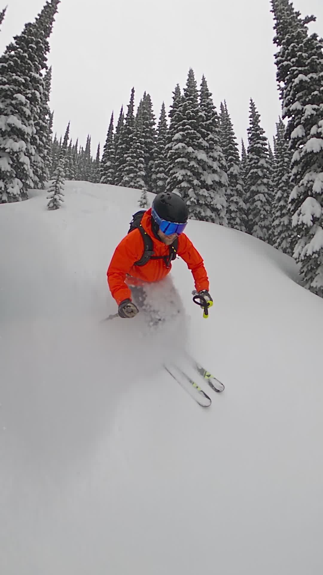 Skiing Deep Powder Between Snow-Laden Pines