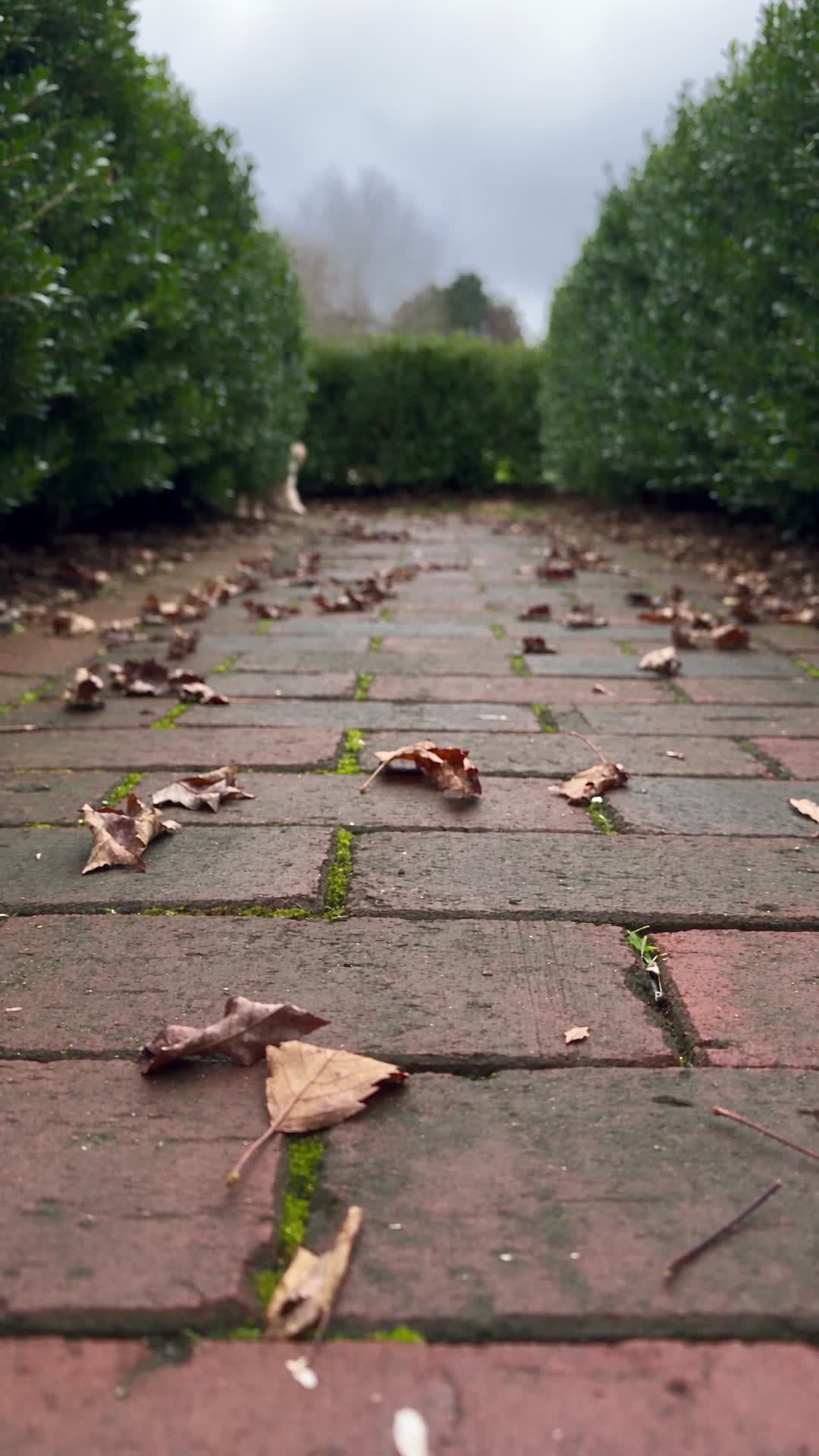 Brick Garden Path with Autumn Leaves