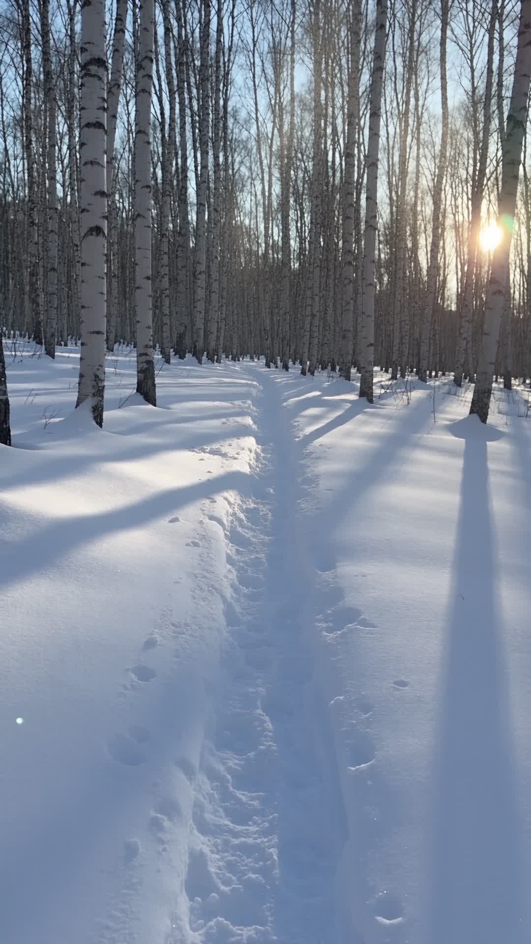 Snowy Trail Through Birch Forest