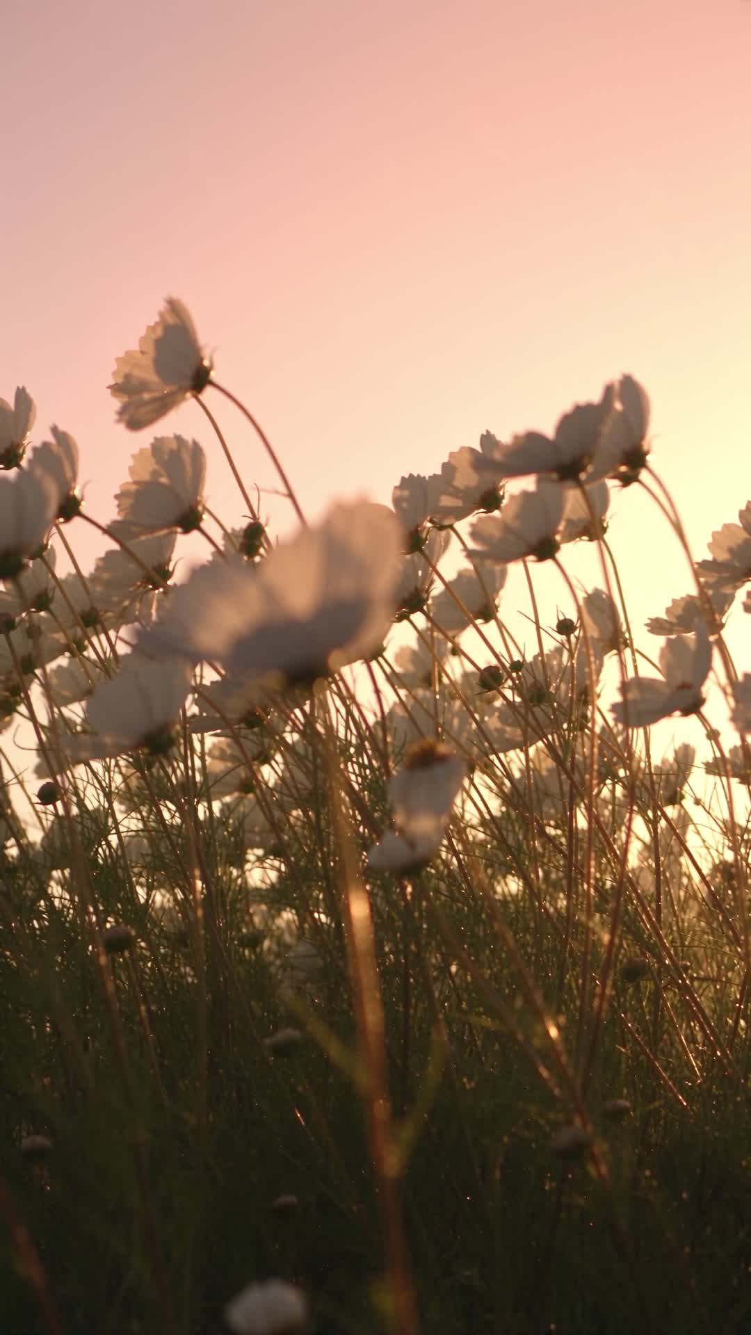 White Cosmos Flowers Swaying at Sunset