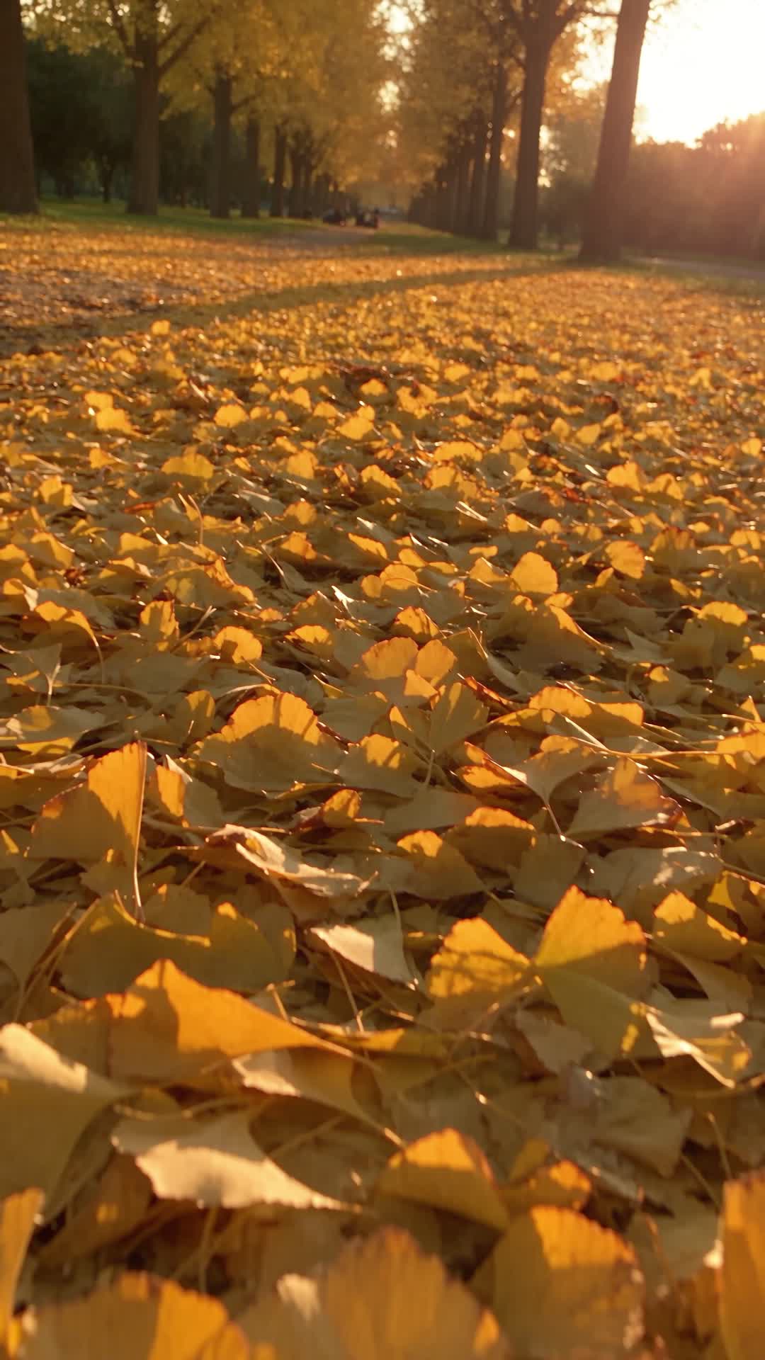 Ginkgo Leaves on Park Path