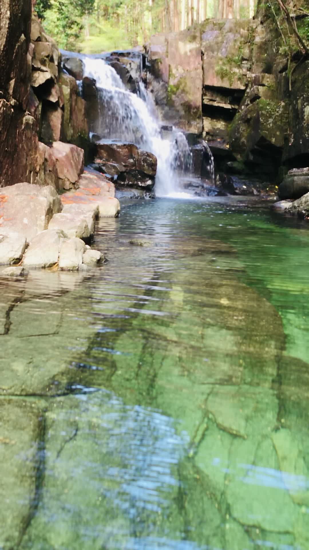Forest Waterfall with Clear Green Stream