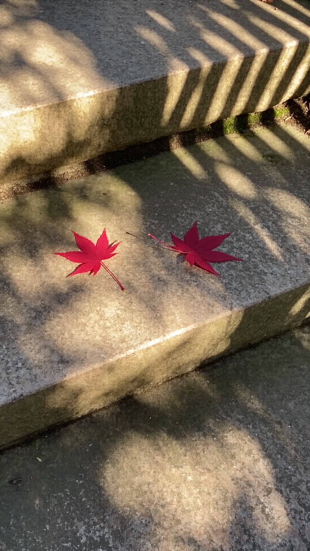 Red Maple Leaves on Stone Steps